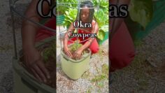 [ID: rIo2T0bp2MQ] Youtube Automatic