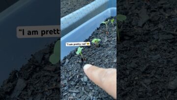 [ID: rkBWzjy-UXE] Youtube Automatic