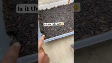 [ID: rMVlzau3Nhw] Youtube Automatic