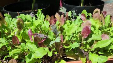 [ID: rNTjmlwEiUs] Youtube Automatic