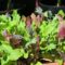 Mesclun Mix…Great salad…🥗🥗🥗