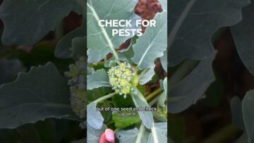 [ID: rNu4hO_W4YU] Youtube Automatic