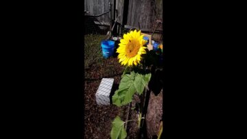 [ID: RPOanv48Yo8] Youtube Automatic