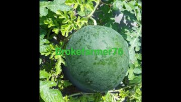 [ID: RPSL9VtZEXc] Youtube Automatic