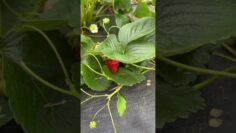 [ID: Rq11ROxPTCQ] Youtube Automatic