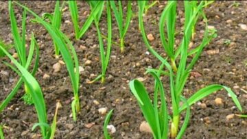 [ID: rUPMEzjdKlk] Youtube Automatic