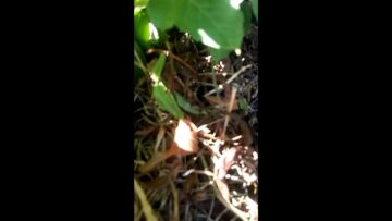 [ID: rVyz6rvccmM] Youtube Automatic