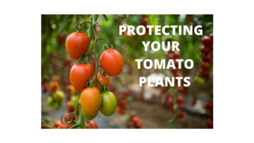 [ID: rWooeAWO_l8] Youtube Automatic