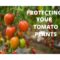 How to care of Tomato Plants during the growing season?