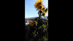 [ID: RXhanyeFN0o] Youtube Automatic