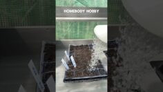 [ID: Ry-QGjLaN-8] Youtube Automatic