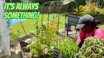 [ID: rzxbtFWjqPs] Youtube Automatic