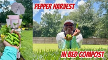 [ID: s2qzxZIkpFs] Youtube Automatic