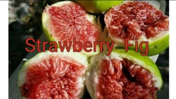 [ID: s7UNRSqKi4c] Youtube Automatic