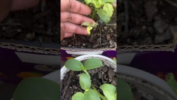 [ID: S9gY79tTpy0] Youtube Automatic