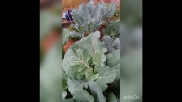 [ID: SBeMB73mSv0] Youtube Automatic