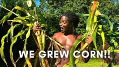 [ID: sBmEfGhpYnY] Youtube Automatic