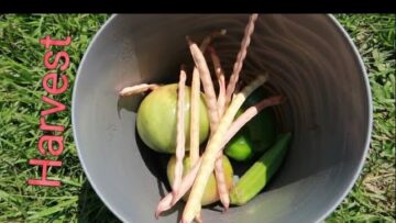 [ID: SD1A5wJOH1A] Youtube Automatic