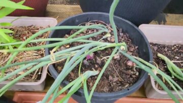 [ID: SD7fh9FMtYo] Youtube Automatic