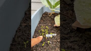 [ID: SHZQ5yF4crY] Youtube Automatic