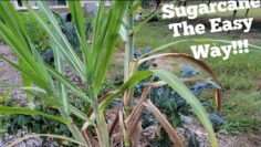 [ID: SI76nrxzvCg] Youtube Automatic