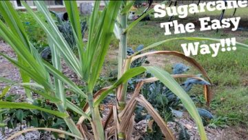 [ID: SI76nrxzvCg] Youtube Automatic