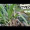Growing Sugarcane the Easy Way!!