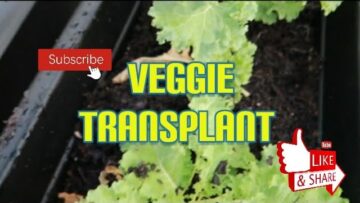 [ID: sjDgrUb4v90] Youtube Automatic