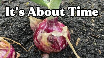 [ID: SK4a8agYqms] Youtube Automatic