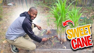 [ID: ska6Vo15eAo] Youtube Automatic