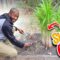 How to Grow Sugarcane?