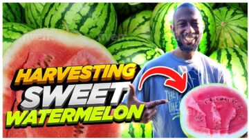 [ID: sL1NgJu9ako] Youtube Automatic