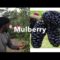 Mulberry trees and Their health benefits