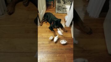 [ID: snISlYmensg] Youtube Automatic