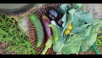 [ID: snOa4r6ayiA] Youtube Automatic