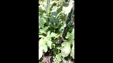 [ID: spUJHAxJ6JM] Youtube Automatic