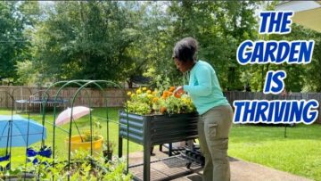 [ID: SqGnizkpjVY] Youtube Automatic