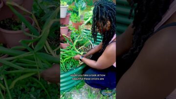 [ID: st6el-LHRNM] Youtube Automatic