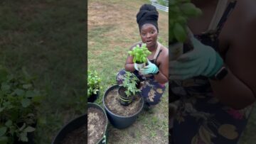 [ID: Su_HGjmg_JM] Youtube Automatic