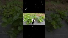 [ID: SVCYg17NqpA] Youtube Automatic