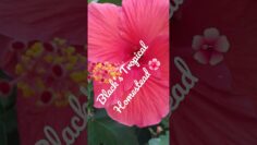 [ID: t4l-OYaNJGo] Youtube Automatic