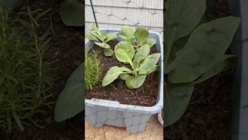 [ID: T91NRi5wo-o] Youtube Automatic