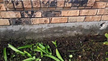 [ID: t9d6DLGCK5k] Youtube Automatic