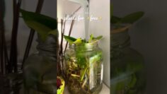 [ID: t_bB4X0ZIMc] Youtube Automatic