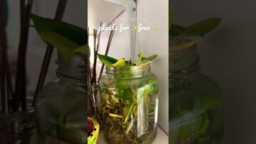 [ID: t_bB4X0ZIMc] Youtube Automatic