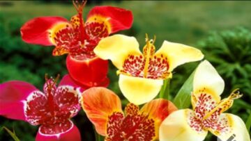 [ID: TebHlhyH3D4] Youtube Automatic