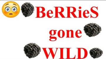 [ID: TGA-2NMZVtE] Youtube Automatic