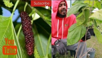 [ID: thFcEJkcXNQ] Youtube Automatic