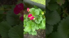 [ID: TivRNoMWuOg] Youtube Automatic