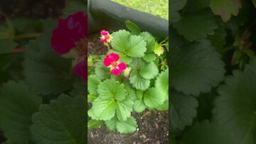 [ID: TivRNoMWuOg] Youtube Automatic